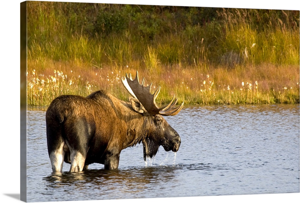 This Alaskan wall art is a moose that is looking back at the camera as he crosses water to reach the opposite shore covere...