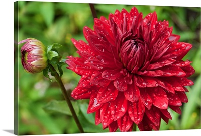A large red dahlia flower and bud covered in water drops.; Brewster, Cape Cod, Massachusetts.