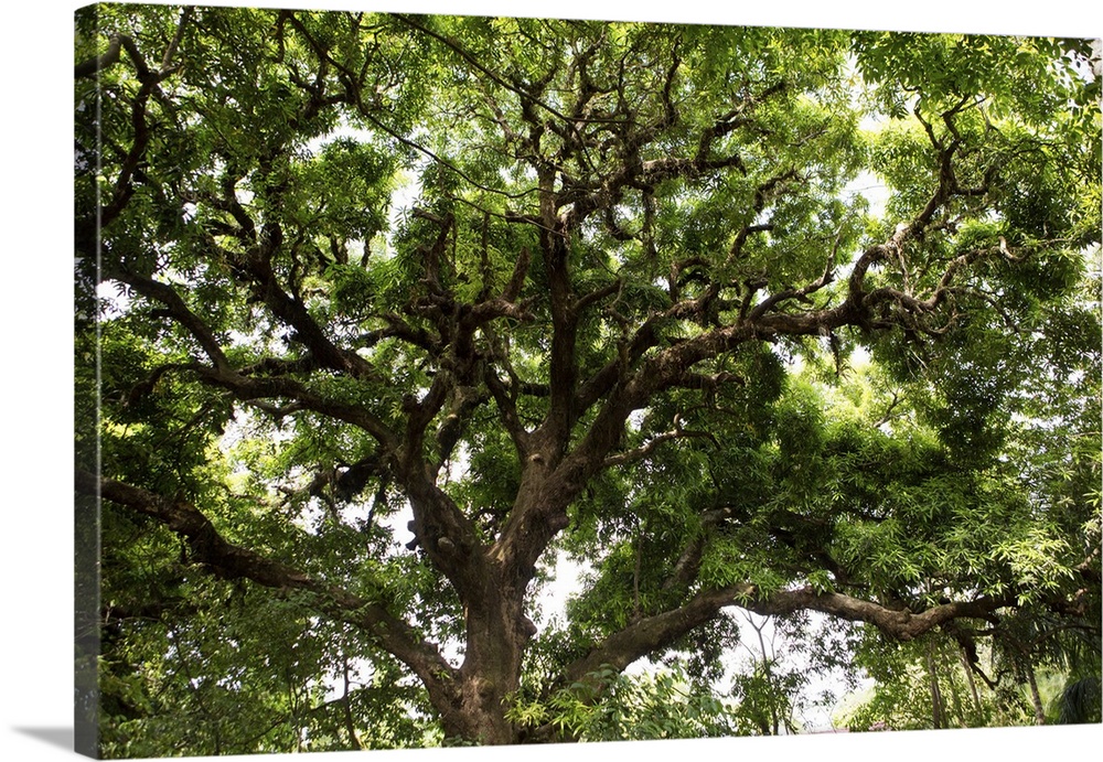 A large shady tree on Isla Coiba Island. Isla Coiba National Park, Panama