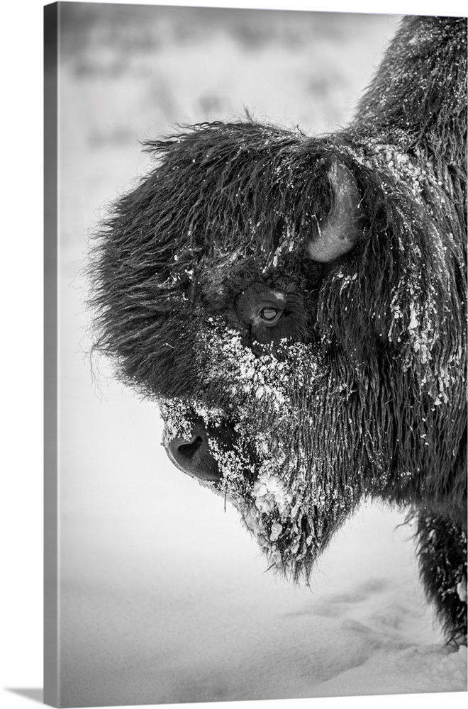 A large, snowy bull wood bison (bison bison athabascae), Alaska wildlife conservation center, portage, Alaska, united stat...