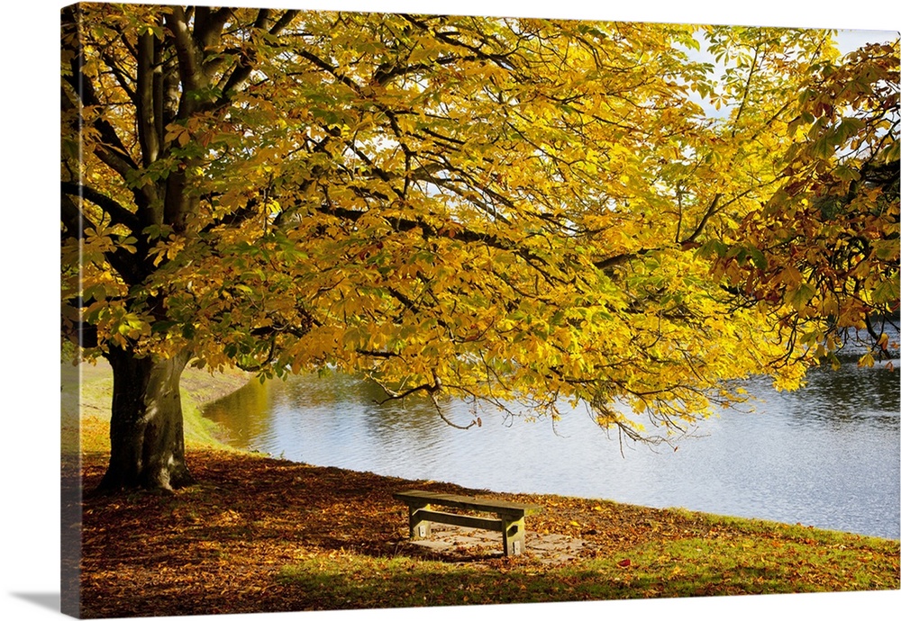 A Large Tree And Bench Along The Water In Autumn; North Yorkshire, England
