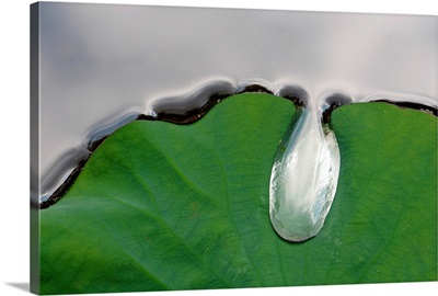 A large water drop puddling atop a water lily leaf.; Framingham, Massachusetts.