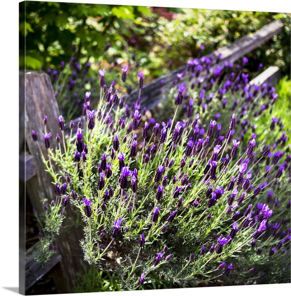 A lavender plant growing in a garden beside a wooden rail fence; Whidbey Island, Washington, United States of America