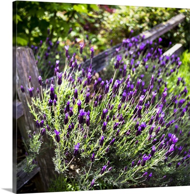 A lavender plant growing in a garden beside a wooden fence; Whidbey Island, Washington