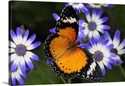 A Leopard Lacewing Butterfly Pollinating Daisies, Westford, Massachusetts