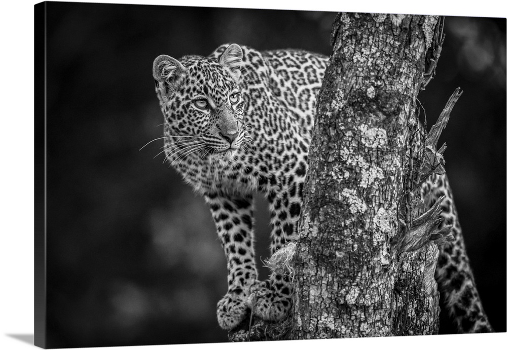 A leopard (Panthera pardus) stands in a tree that is covered in lichen. It has black spots on its brown fur coat and is tu...