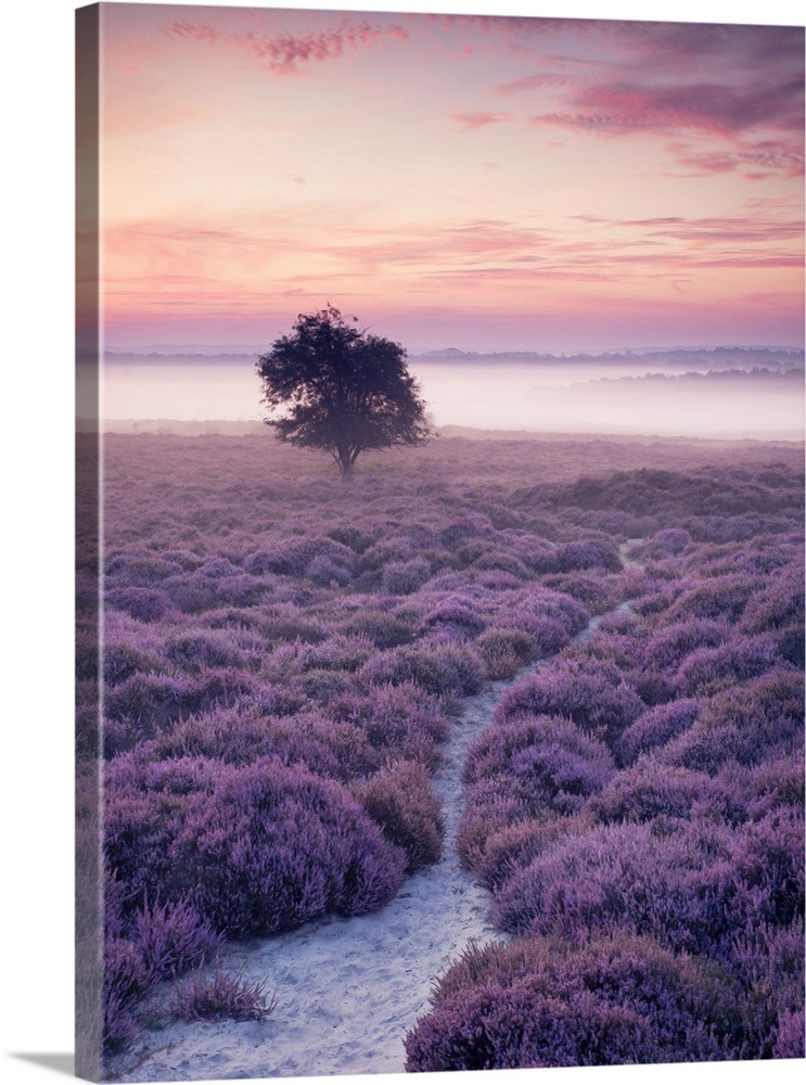 A lone tree on Roydon Common during a misty summer sunrise.