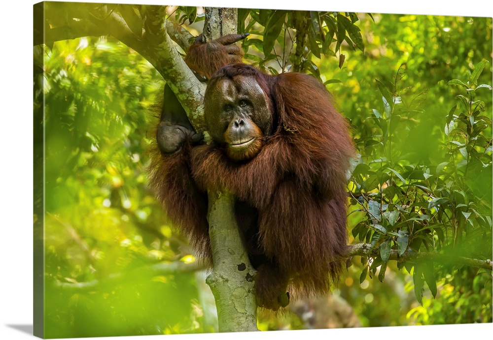 A male Bornean orangutan, Pongo pygmaeus, clinging to a tree.