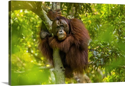 A Male Bornean Orangutan Clinging To A Tree