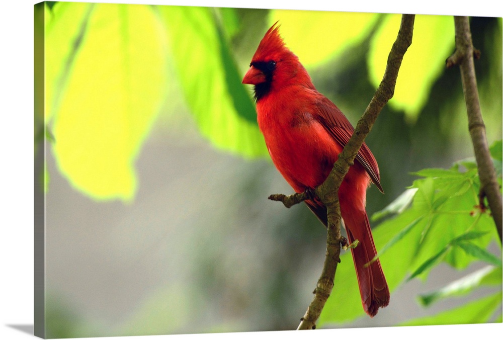A male northern cardinal, Cardinalis cardinalis, perched on a tree branch above its nest.