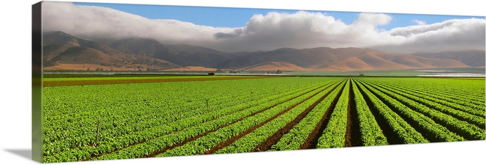 A mature Green Leaf lettuce field with the Coastal mountains and fog in the background