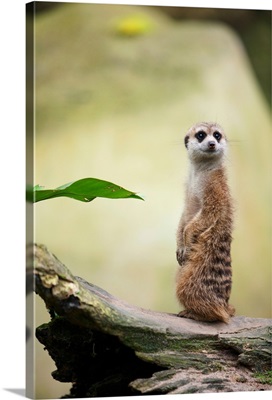 A Meerkat At The Singapore Zoo; Singapore