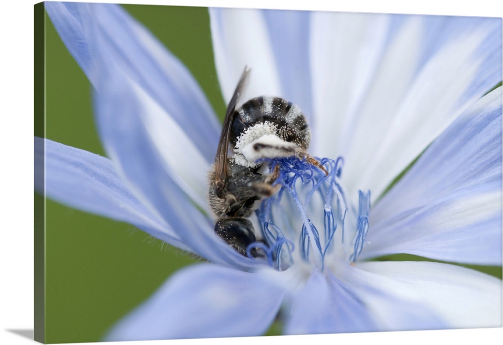 A mellisodes bee collecting pollen and drinking nectar from a common chicory flower. McClennen Park, Arlington, Massachuse...