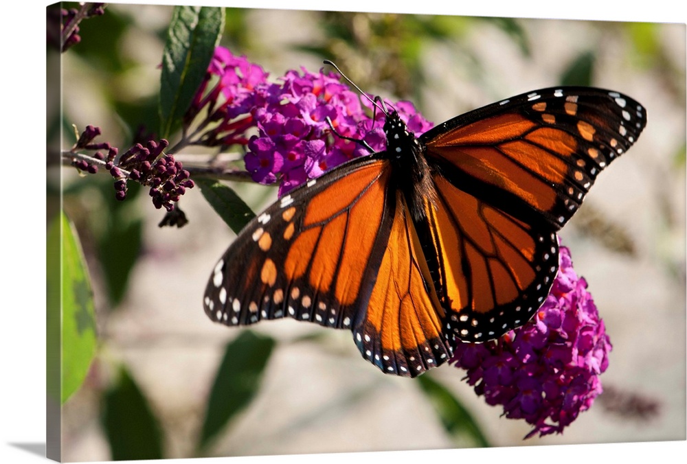 A monarch butterfly, Danaus plexxipus, visiting butterfly bush flowers, Buddleia davidii.