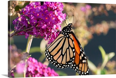 A monarch butterfly, Danaus plexxipus, visiting butterfly bush flowers, Buddleia davidii.; Belmont, Massachusetts.