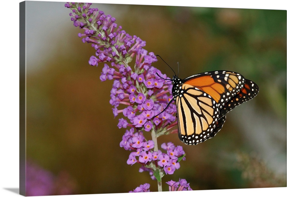 A Monarch butterfly (Danaus plexippus) visiting flowers for nectar. Its bright, warning coloration informs predators that ...