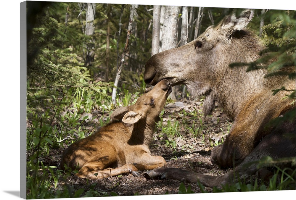 A New Moose Calf Nuzzles Her Mom As They Lay In The Woods Near Cheney Lake, Anchorage, Southcentral Alaska, Spring