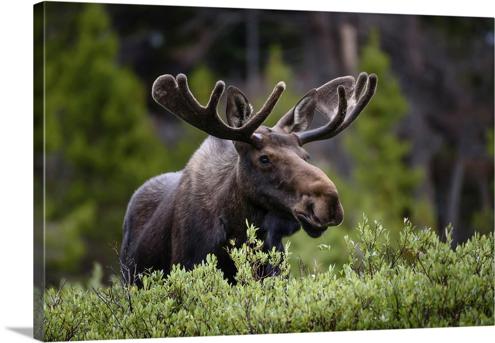 A moose (Alces alces) stands by lush foliage in the Rocky Mountains; Colorado, United States of America