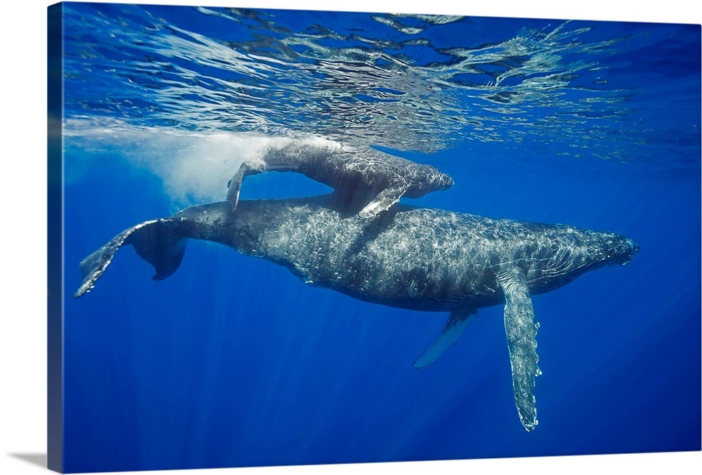 A mother and calf pair of humpback whales, Maui, Hawaii Wall Art ...