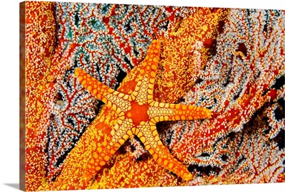 A Necklace Seastar (Fromia Monilis) On Gorgonian Coral