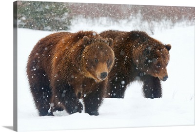 A pair of adult Brown bears walk through falling snow, Southcentral Alaska