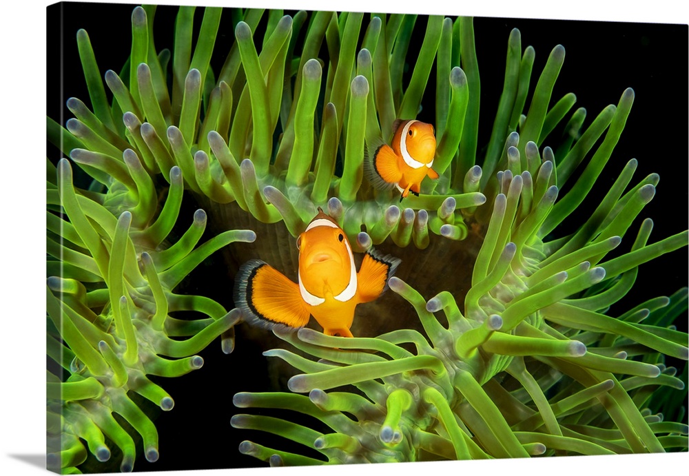 A pair of clown anemonefish (Amphiprion percula) in anemone (Heteractis magnifica); Philippines.