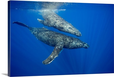 A pair of humpback whales just below the surface, Hawaii