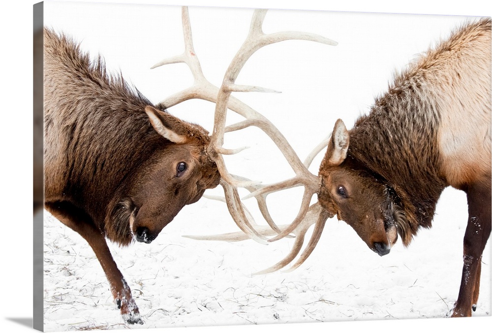 A pair of large Rocky Mountain elk lock horns and fight at AWCC near Portage, Alaska.  Late autumn with snow background.  ...