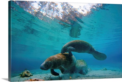A pair of manatees swim together at Three Sisters Springs.