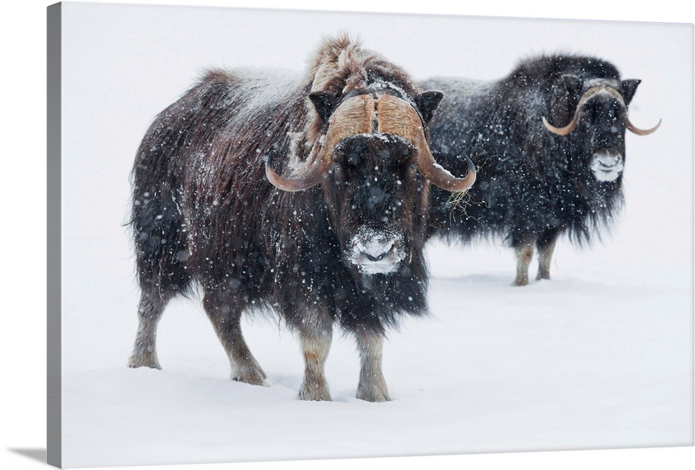 A Pair Of Musk-Ox Bulls During A Fresh Snowfall, Portage, Southcentral Alaska