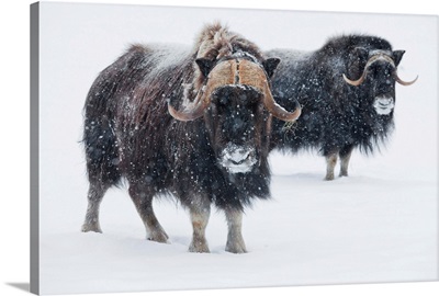 A Pair Of Musk-Ox Bulls During A Fresh Snowfall, Portage, Southcentral Alaska