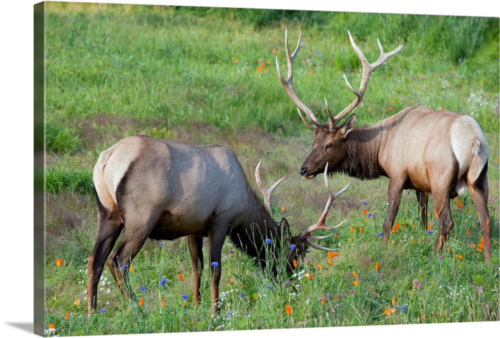 A pair of captive Rocky Mountain Elk bulls feed in a field filled with colorful wild flowers at AWCC near Portage, Alaka. ...