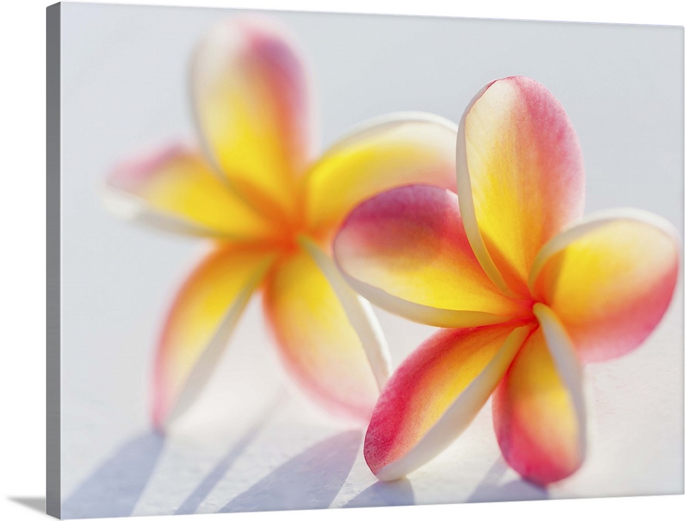 A pair of beautiful yellow and pink Plumeria flowers together (Apocynaceae) on a white background; Honolulu, Oahu, Hawaii,...