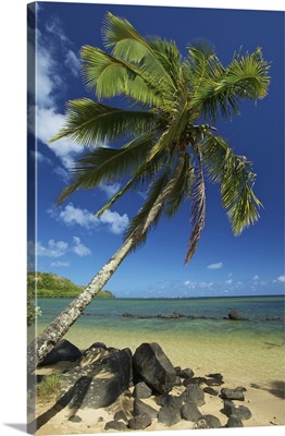 A palm tree leaning out to the ocean against a blue sky;Hawaii united states of america