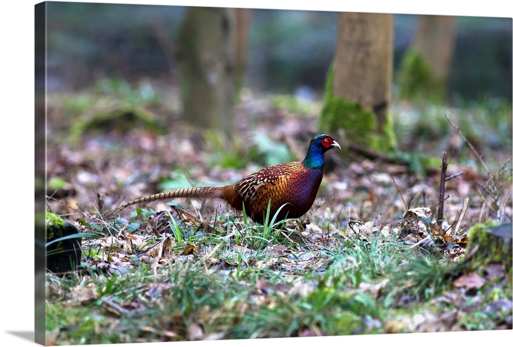 A Bird Sits On The Forest Floor. Northumberland England.