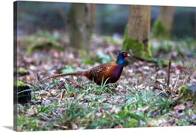 A Pheasant Sits On The Forest Floor. Northumberland, England