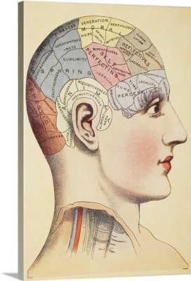 A Phrenological Map Of The Human Brain. From Virtue's Household Physician, 1924