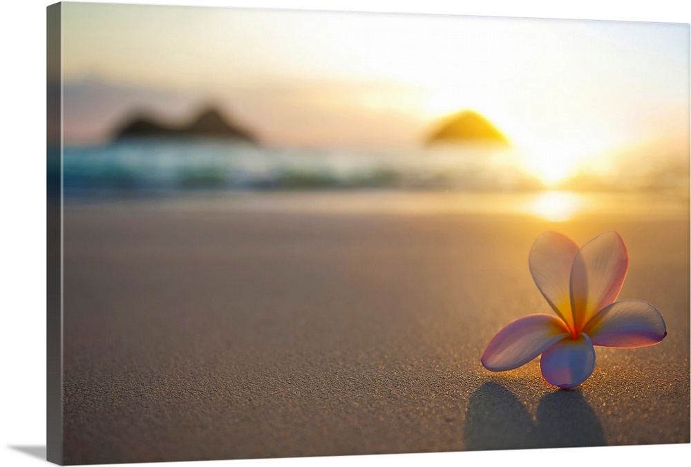 A pink plumeria flower sits on the sand of Lanikai Beach in Kailua with a view of Mokulua twin islands and the ocean at su...