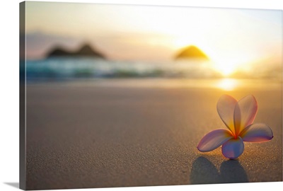 A pink plumeria flower sits on the sand of Lanikai Beach