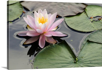 A Pink Water Lily In A Pond, Roger Williams Park, Providence, Rhode Island