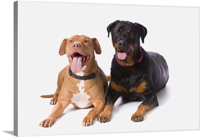 A Pit Bull And A Rottweiller On A White Studio Background