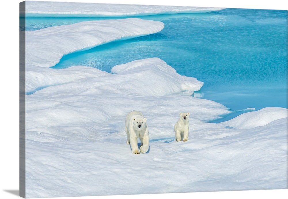 A polar bear (Ursus maritimus) and its cub wander the ice floes in the Canadian Arctic.