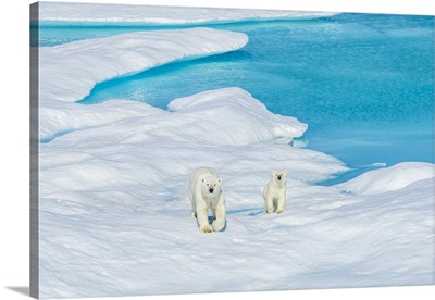 A Polar Bear And Its Cub Wander The Ice Floes In The Canadian Arctic