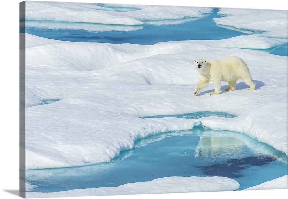 A polar bear (Ursus maritimus) wanders past pools of water on an ice floe in the Canadian Arctic.