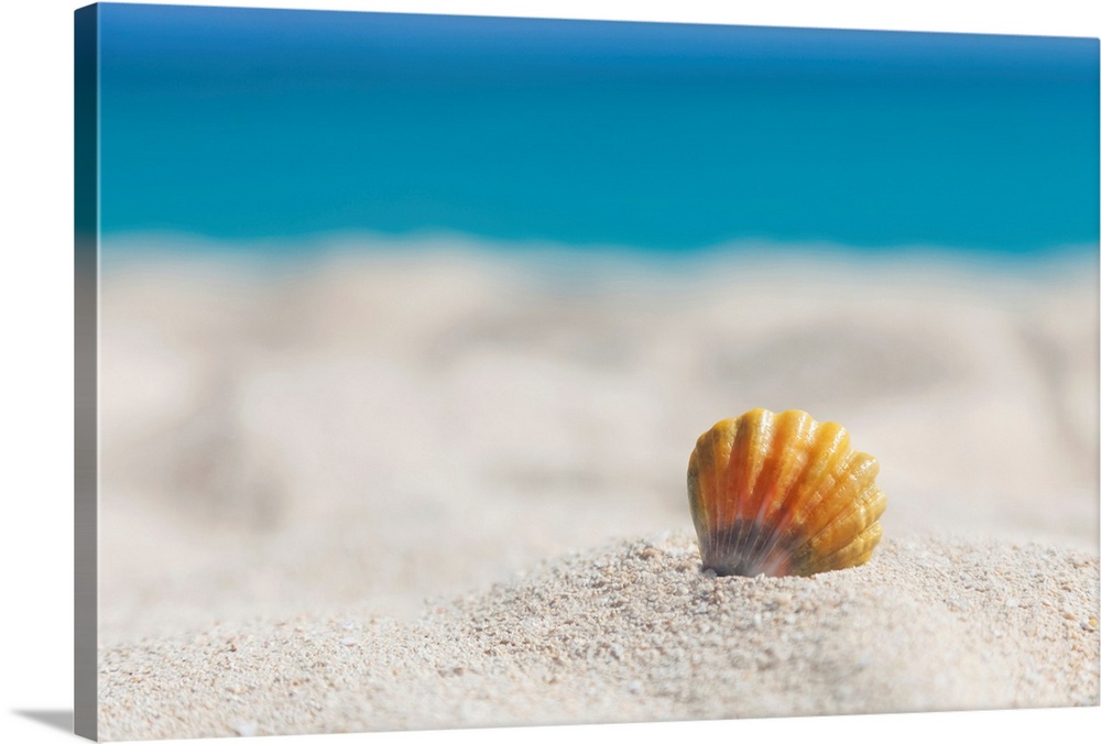 A rare rainbow color Hawaiian Sunrise Scallop Seashell, also known as Pecten Langfordi, in the sand at the beach at sunris...