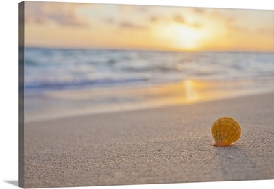 A Rare Yellow Orange Hawaiian Sunrise Scallop Seashell In The Sand