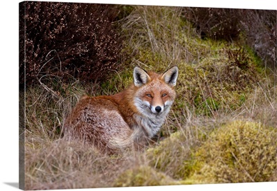 A Red Fox (Vulpes Vulpes)