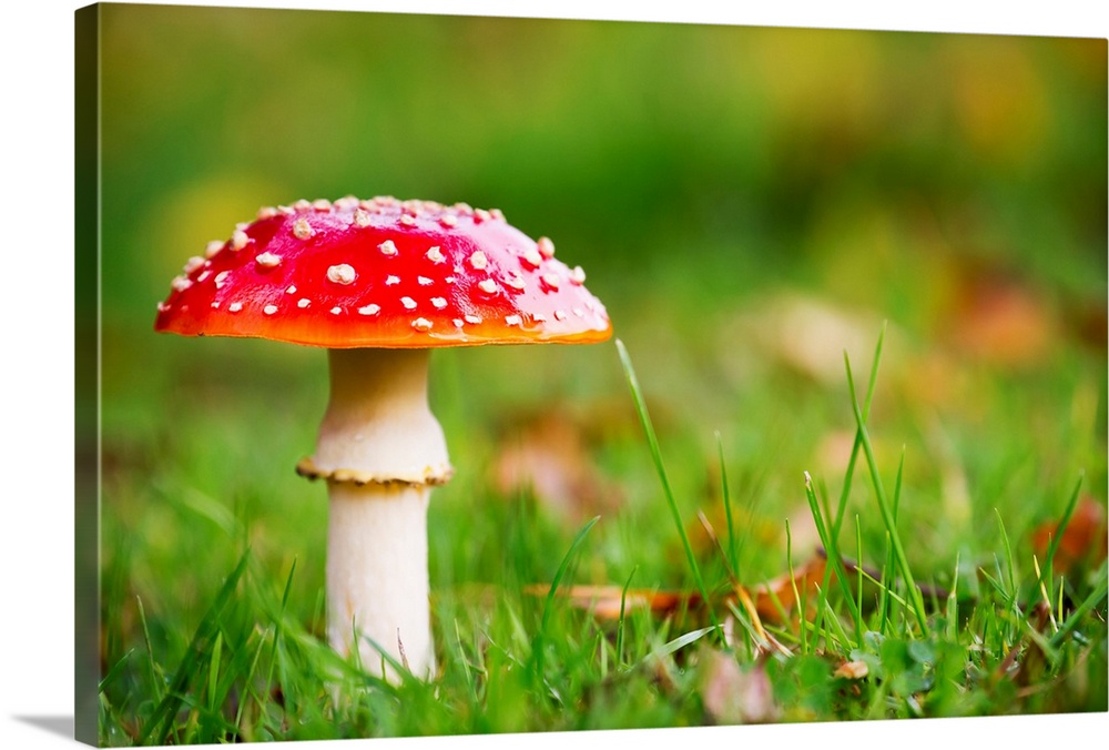 A red mushroom in the grass. Northumberland, England.