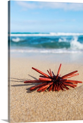 A Red Slate Pencil Urchin sounds on the sand at the beach