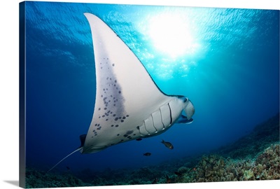 A reef manta ray, cruises over hard coral off West Maui, Hawaii